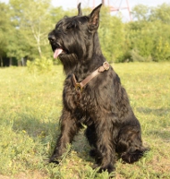 Riesenschnauzer Ledergeschirr für Hundesport ✬