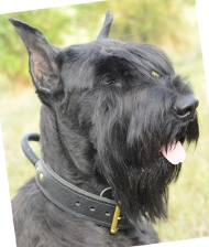 Halsband Leder für Riesenschnauzer mit Griff ❺