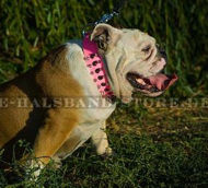 Elegantes Lederhalsband mit Schmuck für Englische Bulldogge