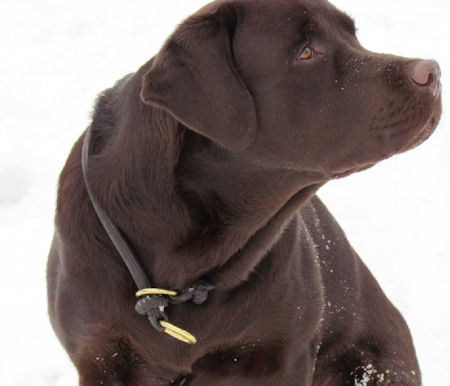 Training Collar for Labrador