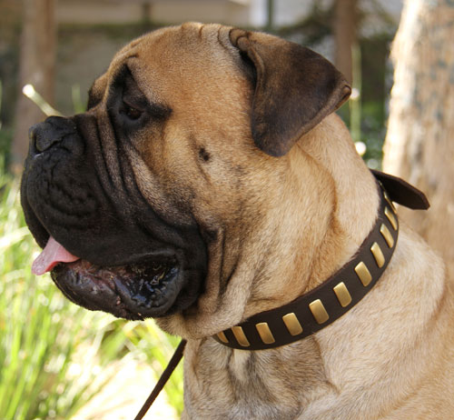 Halsband mit Schmuck fur Bullmastiff aus Leder