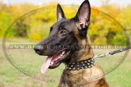 Perfektes Lederhalsband mit vernickelten Spikes für Malinois