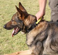 Schaeferhund Hundehalsband mit Verschluss und dem Griff