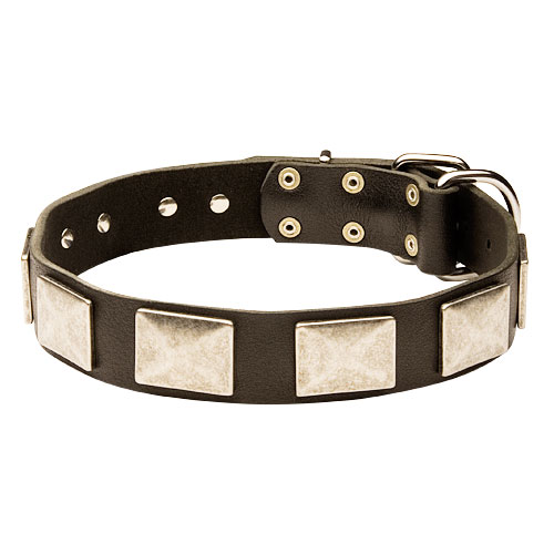Leather Collar for Shepherd