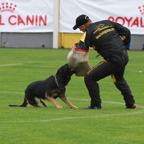 Wettkampf im Schutzhund 