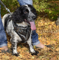 Designer Ledergeschirr mit Stacheldraht Muster für Spaniel