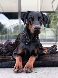 Dobermann Kettenhalsband schwarz by Herm Sprenger