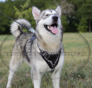 Phantastisches Ledergeschirr "Stacheldraht" für Alaskan Malamute