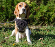 Hundesport Geschirr aus Nylon für Beagle