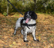 Lauf-, Zug-, Suchgeschirr aus echtem Leder für Spaniel