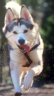 Exklusives Husky Nylongeschirr mit Identifikation