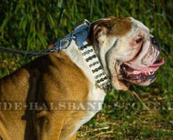 Unvergleichbares Lederhalsband für Englische Bulldogge