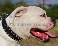 Perfect leather 2 rows spiked dog collar for American Bulldog