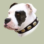 American Bulldog Besonders 