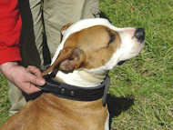 Amstaff Hetz-Hundehalsband aus Leder mit Griff