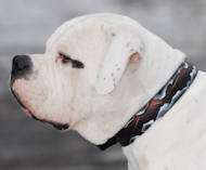 Handpainted Brown New Dog Collar for American Bulldog