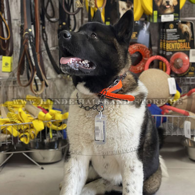 Kettenhalsband rostfrei am Hund