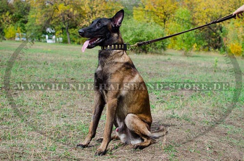 Hundehalsband aus Leder fuer Malinois mit Platten