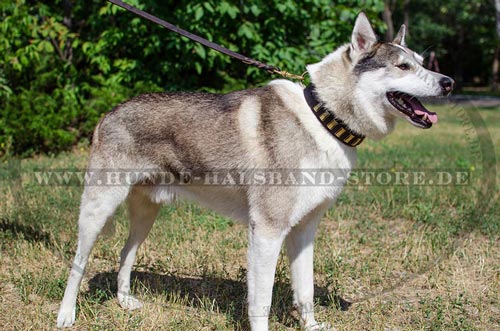 Halsband für Husky mit Platten