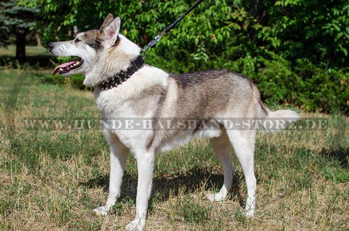 Hundehalsband für Husky mit Schmuck