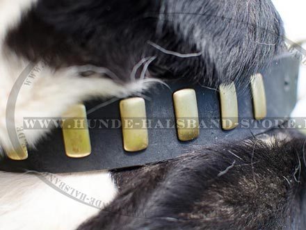 Halsband für Schweizer Sennenhund 