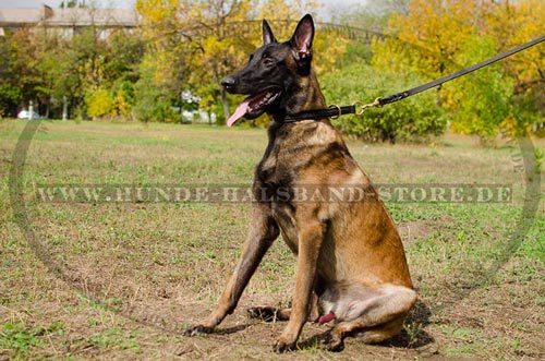 Lederhalsband für Malinois stilvoll