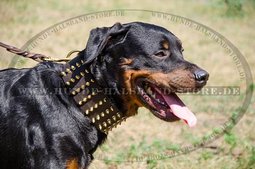 Lederhalsband mit 5 Reihen von Spikes