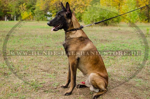 Lederhalsband für Malinois stilvoll