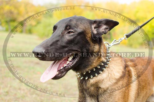 Hundehalsband aus Leder fuer Malinois mit Schmuck