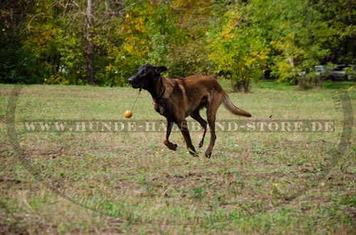 Lederhalsband für Malinois Training