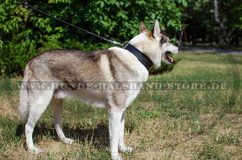 Halsband für Husky dick gepolstert