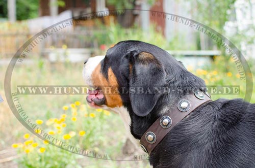 Halsband für Schweizer Sennenhund 