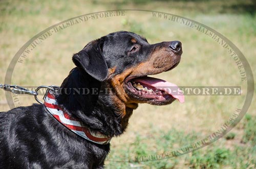 Lederhalsband am Hund wunderschön