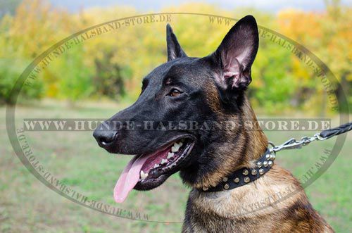 Lederhalsband für Malinois mit Schmuck