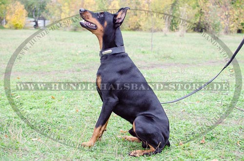 Hundehalsband für Dobermann mit ID-Platte