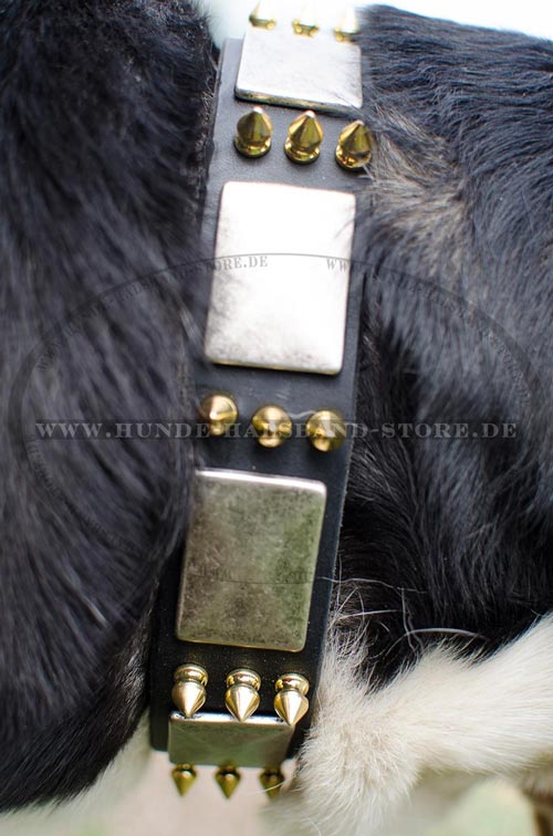 Halsband für Schweizer Sennenhund 