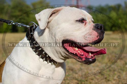 ledernes Hundehalsband originell