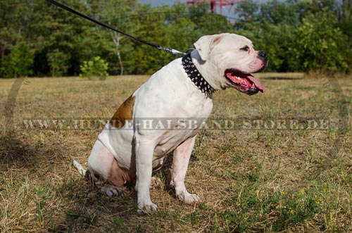 originelles
amerikanische Bulldogge Halsband mit Spikes