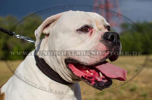 festes Hundehalsband aus echtem Leder