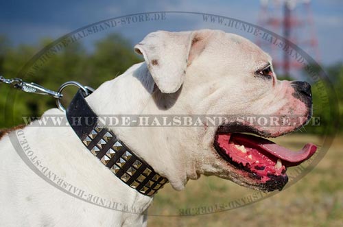 ledernes Bulldogge halsband