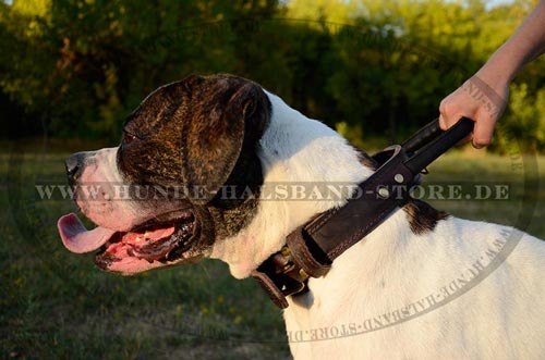 Lederhalsband am Hund Training
