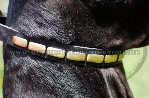 Elegantes Halsband Leder für Hund 
