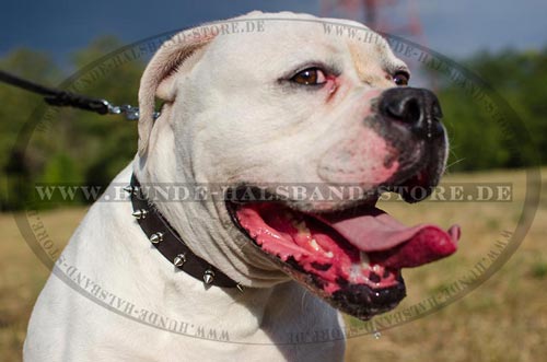 originelles amerikanische Bulldogge Halsband