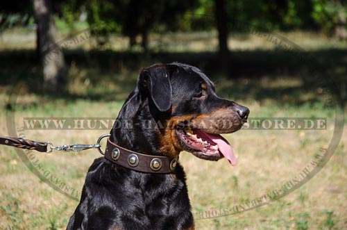 Lederhalsband am Hund Allwetter