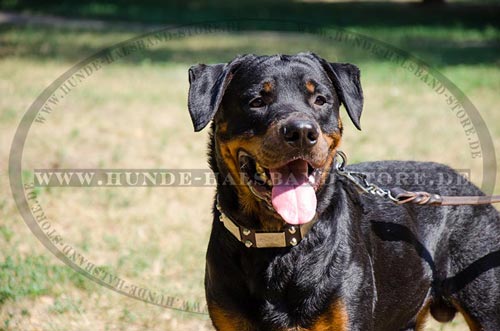 Hundehalsband Platten und Pyramiden