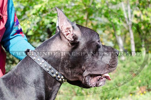 Deutsche Dogge mit schönem Halsband 