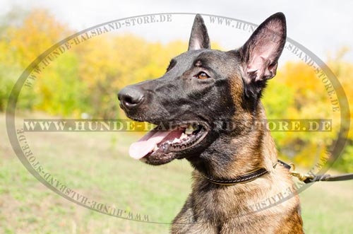 Lederhalsband für Malinois stilvoll