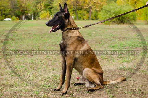 Lederhalsband für Malinois stilvoll