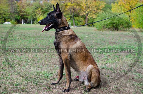 Hundehalsband für Malinois mit Schmuck