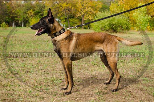 Nalonhalsband für Malinois schoen